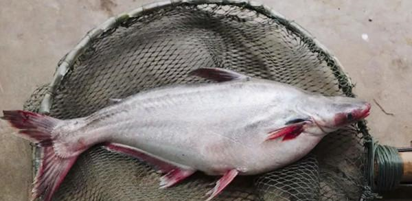 市场卖10块钱一斤的龙利鱼,鱼贩子自己都不吃,多数人还傻傻不知休闲区蓝鸢梦想 - Www.slyday.coM 市场卖10块钱一斤的龙利鱼,鱼贩子自己都不吃,多数人还傻傻不知休闲区蓝鸢梦想 - Www.slyday.coM