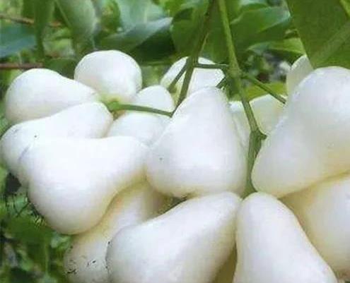 网红水果白色莲雾,好几十元钱一斤,都吃过吗?|水蜜桃_新浪新闻
