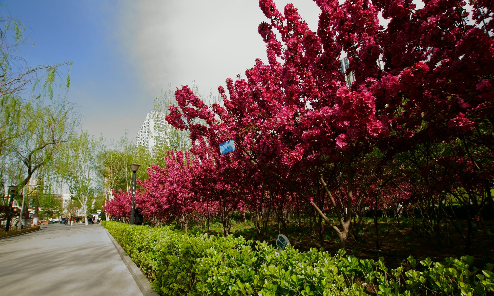 龙潭公园海棠节上拍海棠