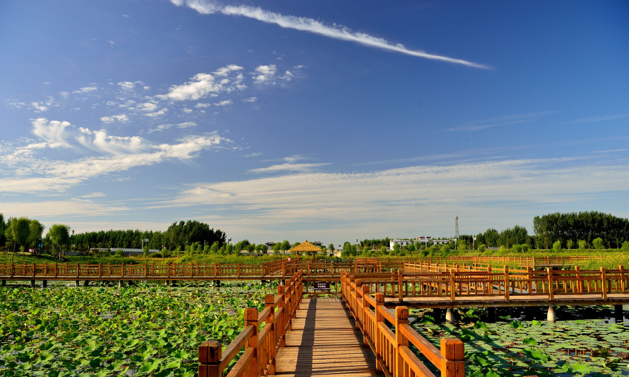 1 / 16 聊城位山湿地公园位于高新区与东阿县交界处,共占地12000余亩