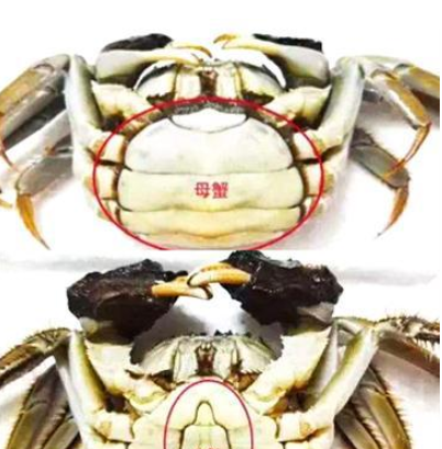 螃蟹也分公母母的肉肥膏多牢记这3招公母一看便知