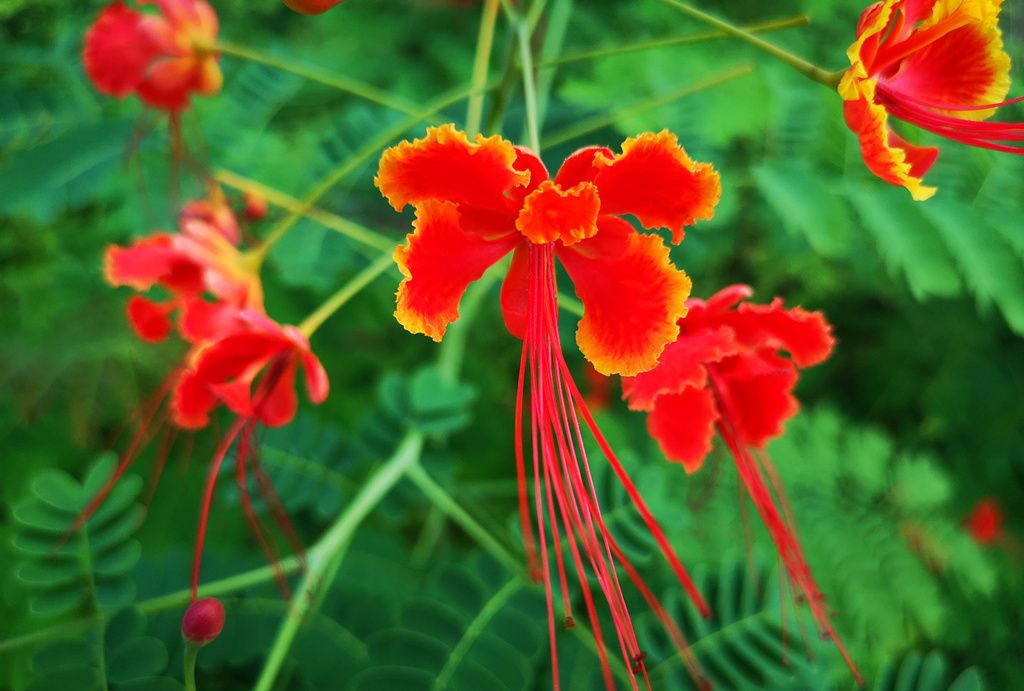 绚丽多彩,金凤花翩翩飞舞