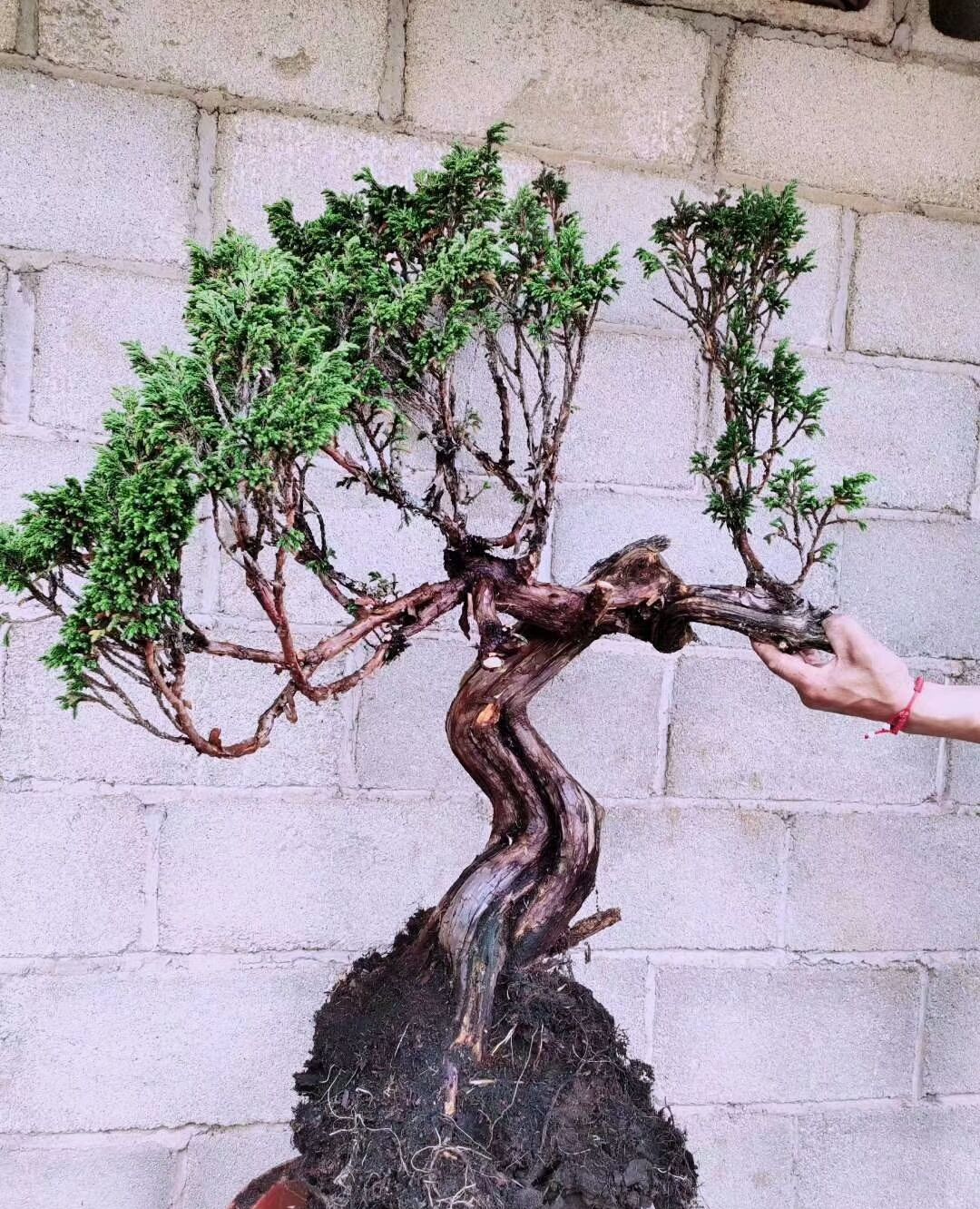 红皮柏做盆栽造型不错,但对光照,水分等外在环境要求苛刻!