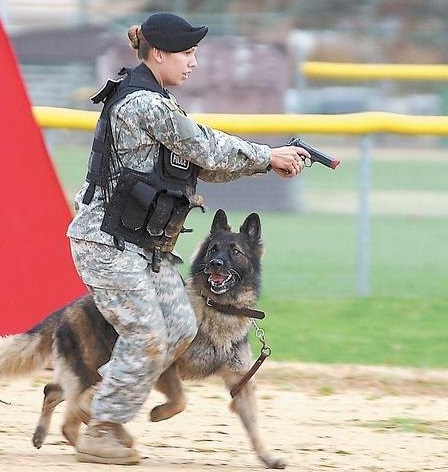 马犬难撼德牧在军犬中的地位 因德牧具备了这些 军人特质