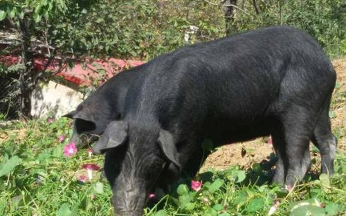 中国最珍贵的“顶级食材”，家里有矿才吃得起，一般人看看就好！休闲区蓝鸢梦想 - Www.slyday.coM