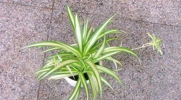 吊兰一种常见的家庭植物花卉你知道吊兰有多少种吗