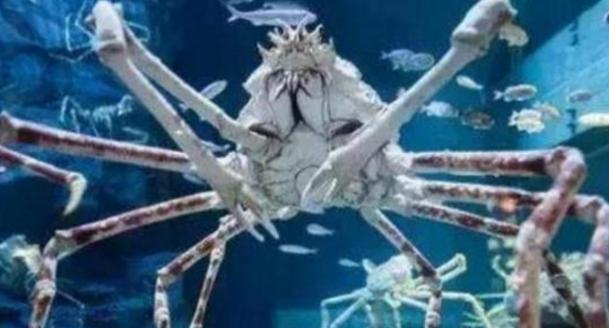 世界最大螃蟹,长4.2米重达40斤,能捕食鲨鱼!却还是被端上餐桌休闲区蓝鸢梦想 - Www.slyday.coM 世界最大螃蟹,长4.2米重达40斤,能捕食鲨鱼!却还是被端上餐桌休闲区蓝鸢梦想 - Www.slyday.coM