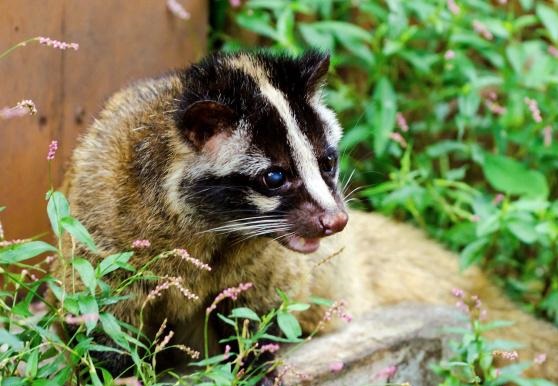 捕杀食用野生果子狸,不但违法,还危害公共安全|野生动物|果子狸|灭绝