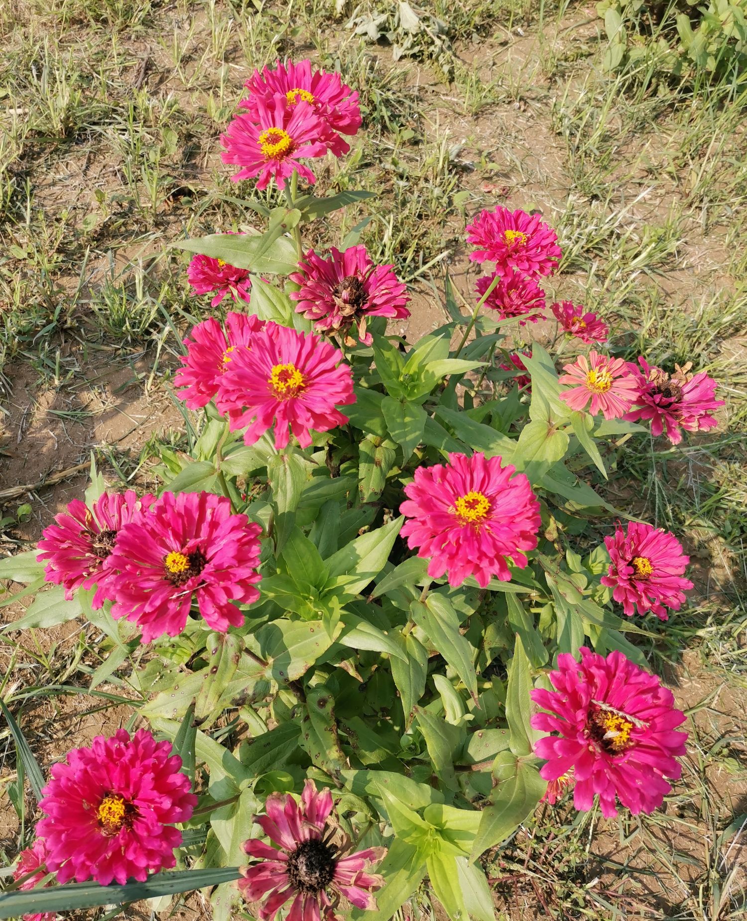 百日草花大色艳 开花早 花期长 株型美观 花常开不败 浓艳