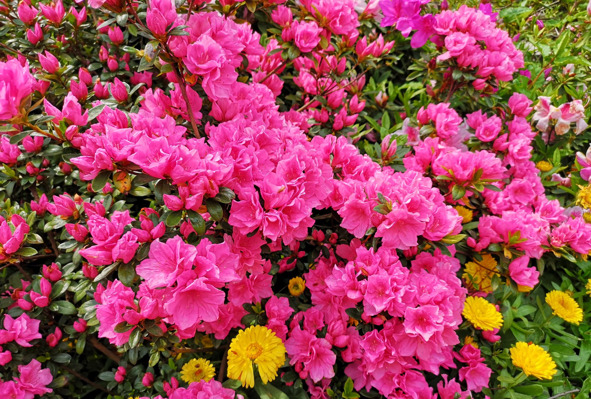 杜鹃花,春天的一道靓丽风景线