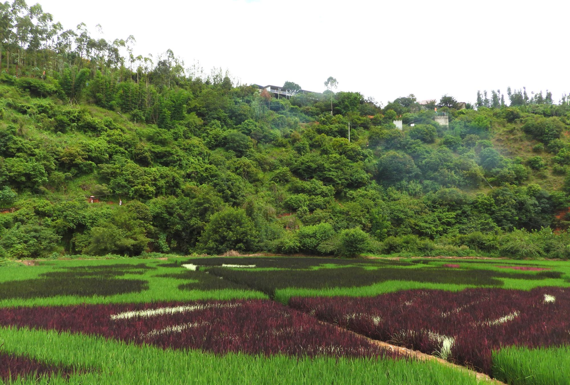 昆明宜良马蹄湾彩色田园风光,魅力无限,游玩的好地方