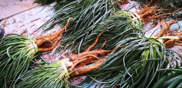 这菜全身都是宝,可惜好多人当草,肠胃不好多吃点,蒸一蒸特香!|汤菜|野