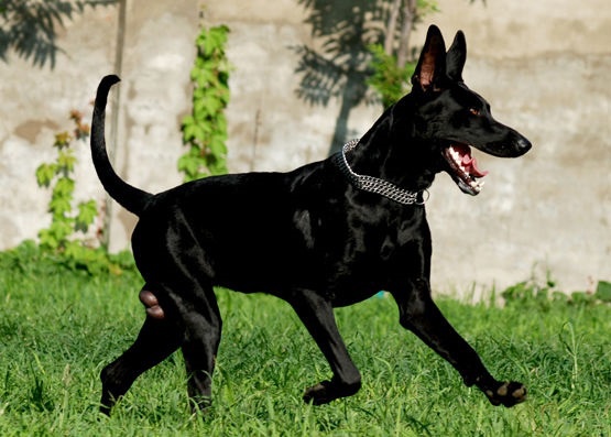 狼性尚存的黑狼犬和红狼犬在你心中谁是国产犬中当之无愧的战神