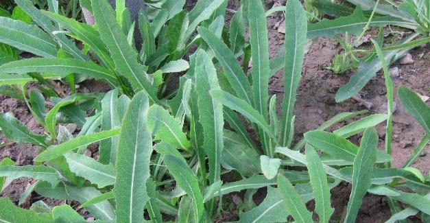 这种野菜植物就是苣荬菜,也可以叫做荬菜,野苦菜,野苦荬,苦葛麻,苦荬