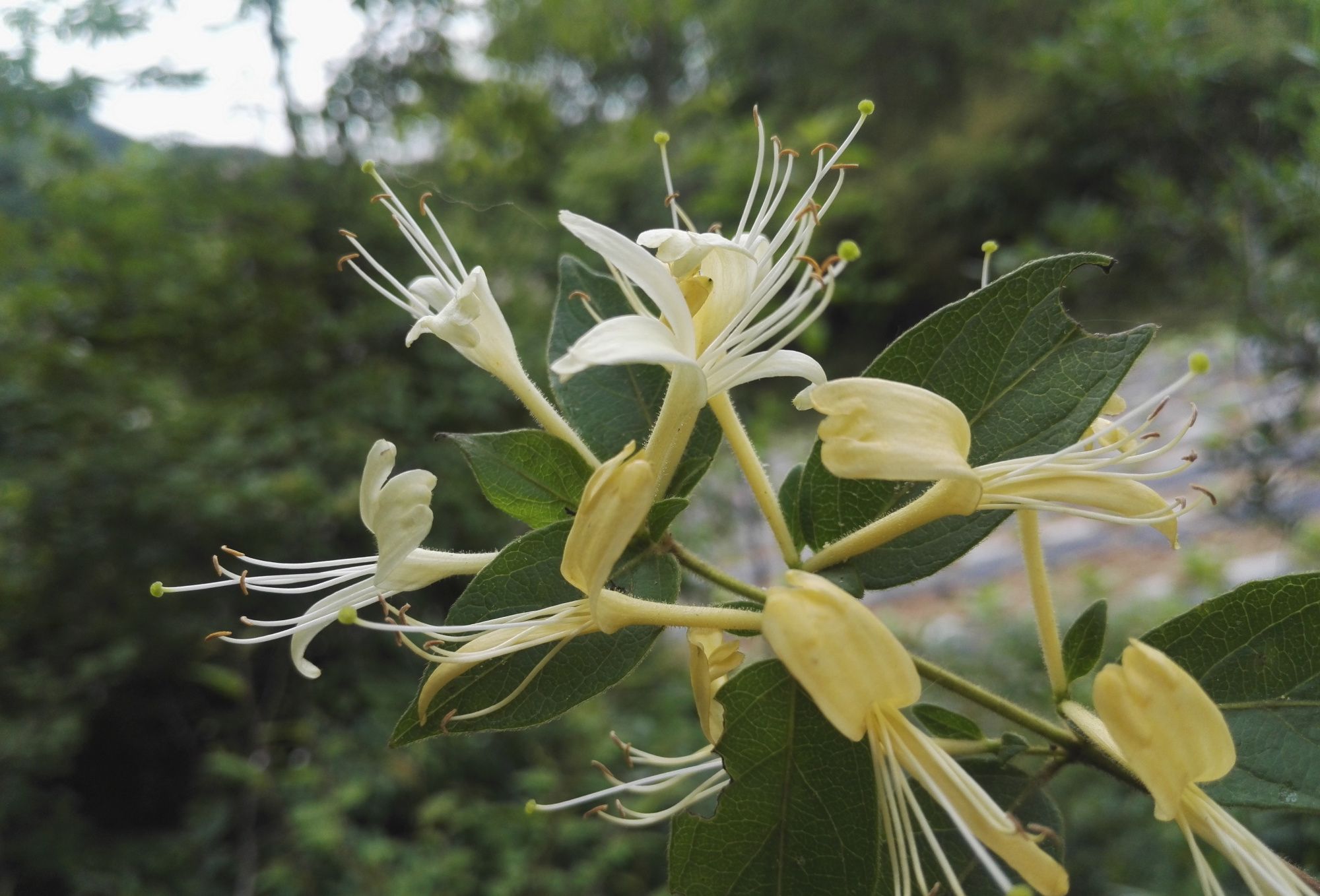 采摘野生的金银花