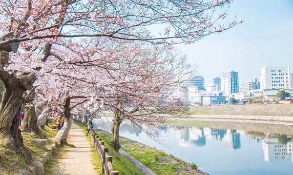 京都市内最古老与美丽的河川 流淌在城市之中