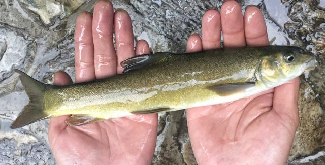 中国6种名贵鱼一般人没听过吃过3种以上不是渔民就是土豪