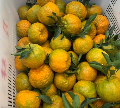 爱吃橘子的注意了,现在知道还不晚,赶紧告诉亲戚朋友们|橘子|亲戚