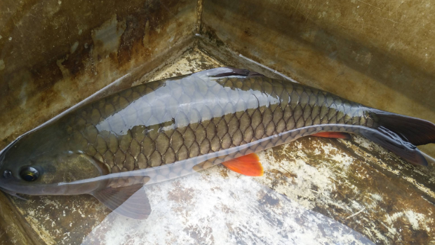 今天跟大家说的这种鱼叫做军鱼,可能也有很多的人在