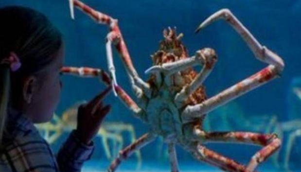 世界最大螃蟹,长4.2米重达40斤,能捕食鲨鱼!却还是被端上餐桌休闲区蓝鸢梦想 - Www.slyday.coM 世界最大螃蟹,长4.2米重达40斤,能捕食鲨鱼!却还是被端上餐桌休闲区蓝鸢梦想 - Www.slyday.coM