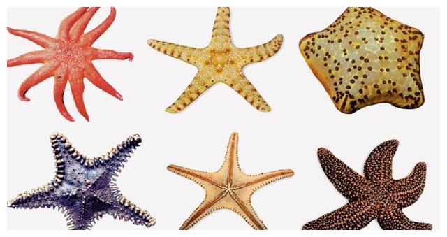 海水做血液断腕能再生一起来认识一下这个神奇的生物|海星|手臂|管足