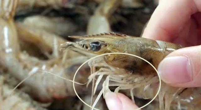 买冻虾,虾腿紧贴和张开的哪种新鲜?