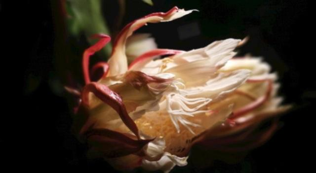 美人"之称的昙花,在夜间开放之后,会在短短的几个小时之内彻底凋谢,而