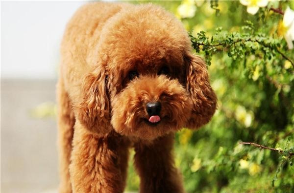 泰迪的毛发为什么会褪色,预防泰迪毛发褪色,应注意哪些事项?