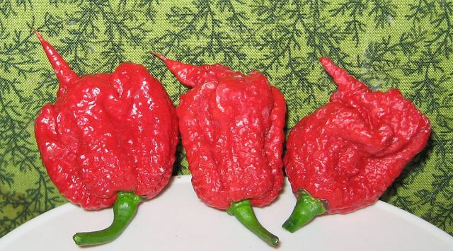 世上最辣的辣椒排行榜_世界上最辣的辣椒,辣度高达300万,常被当做麻醉剂使用