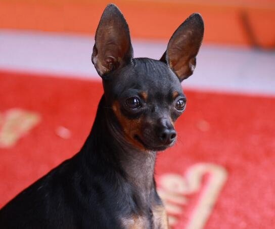 有着生气勃勃的气质,帅气的铁包金小鹿犬,为什么饲养的人不多?