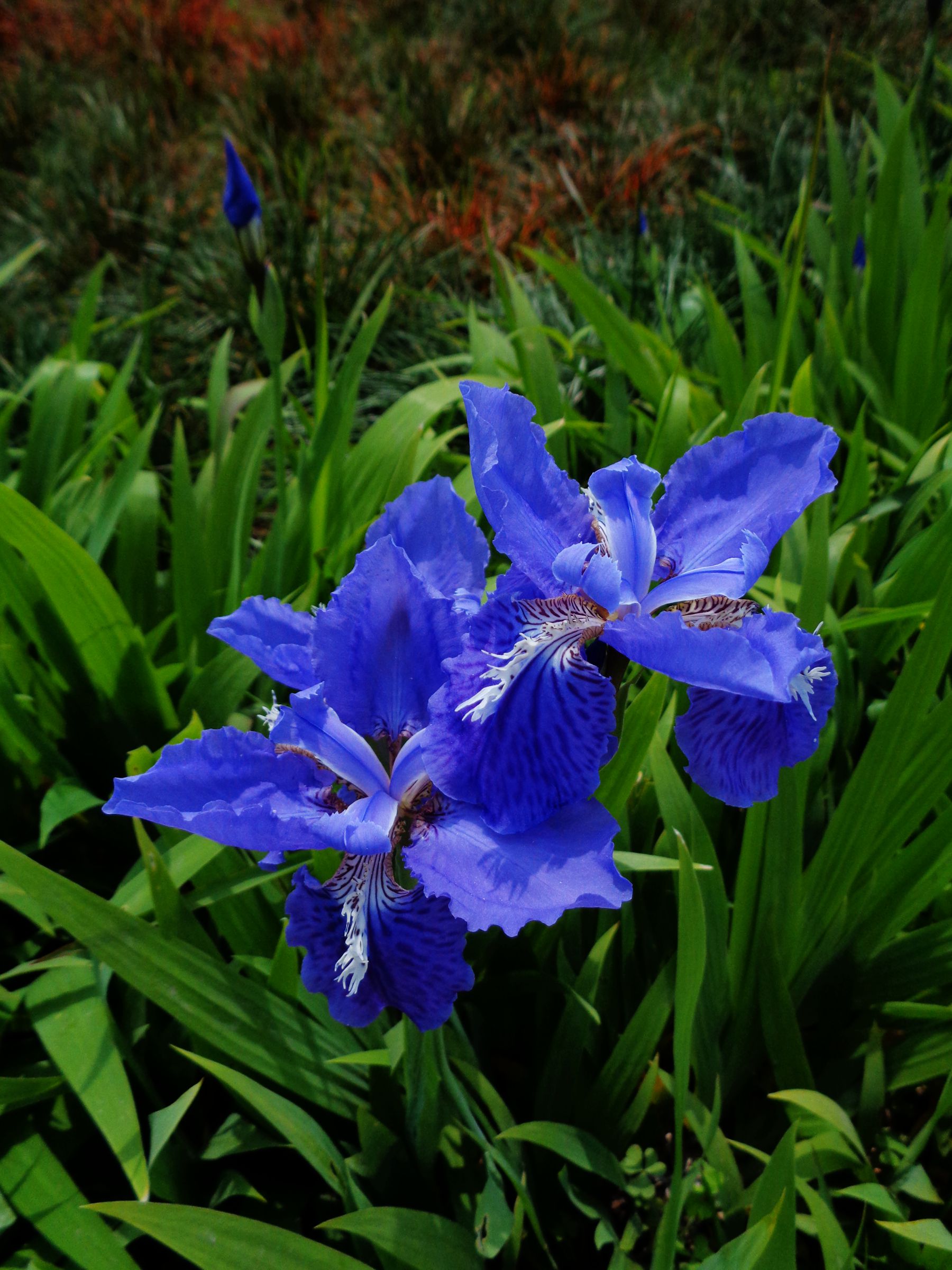 养花试试这几款花香浓郁一年四季都有花朵开放