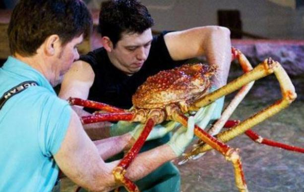 世界最大螃蟹,长4.2米重达40斤,能捕食鲨鱼!却还是被端上餐桌休闲区蓝鸢梦想 - Www.slyday.coM 世界最大螃蟹,长4.2米重达40斤,能捕食鲨鱼!却还是被端上餐桌休闲区蓝鸢梦想 - Www.slyday.coM