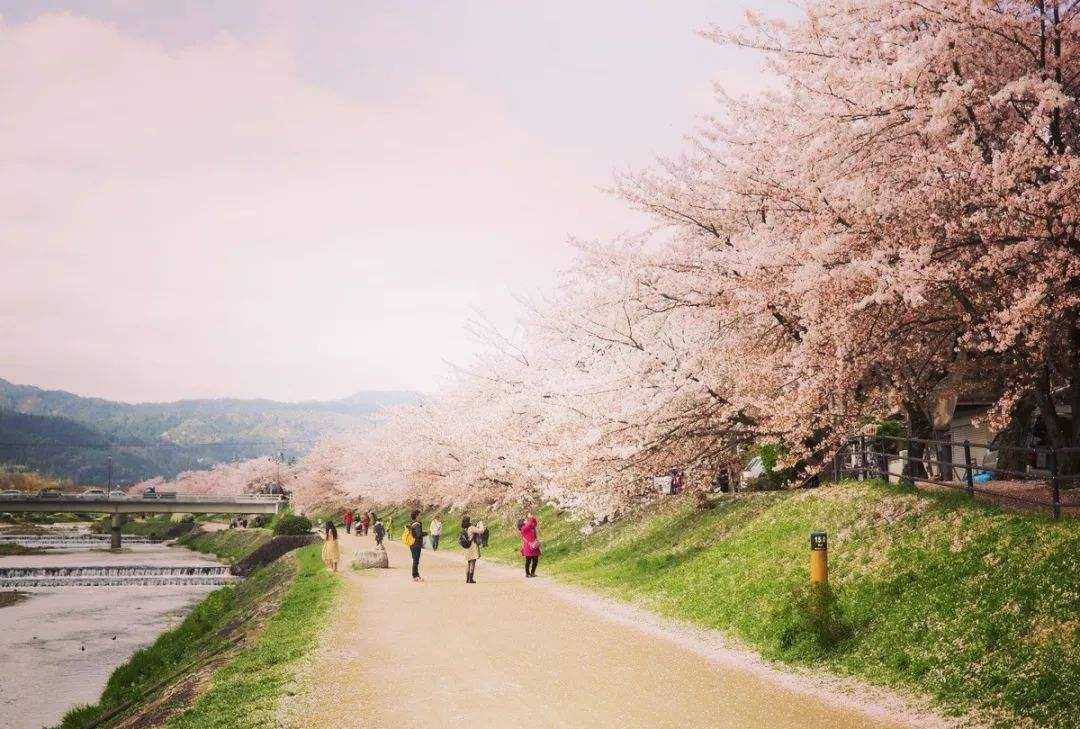 京都市内最古老与美丽的河川 流淌在城市之中