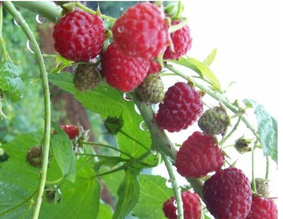 满山遍野的野草莓,以前吃到牙酸,如今个个都是"掌上明珠"__财经头条