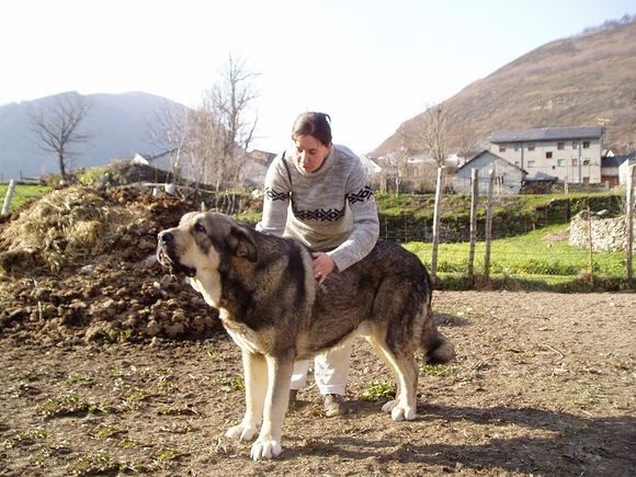 全世界第一巨犬西班牙獒气势凶猛赛过藏獒却无人所知