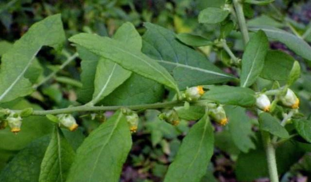 农村这一种野草,在古代的时候被人们称之为"鹿活草",你见过吗|野草|天