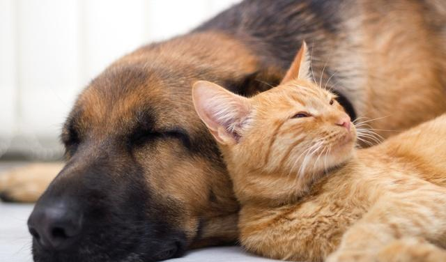 可怜小狗被大猫拥入怀中,动作乖巧但眼神出卖了它|猫咪|小狗|狗狗