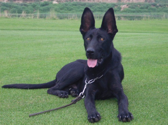 狼性尚存的黑狼犬和红狼犬在你心中谁是国产犬中当之无愧的战神