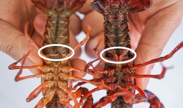 差别很大,学会后别乱买了|小龙虾|虾|龙虾_新浪新闻