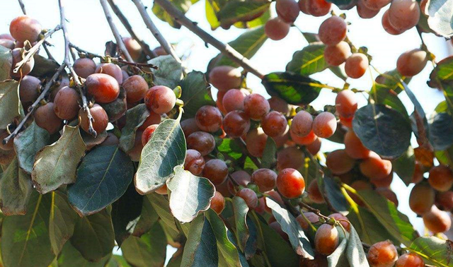 被叫做软枣,不同地方的叫法不同,也有人叫它作野柿子,牛奶枣,丁香枣等