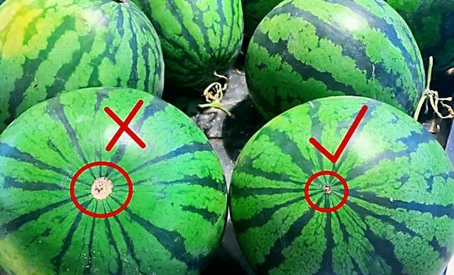买西瓜时不用每个都拍牢记这4个技巧老瓜农都夸你是内行