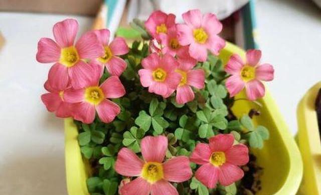 超好养的球根花卉 花期长 观赏价值高 管理容易