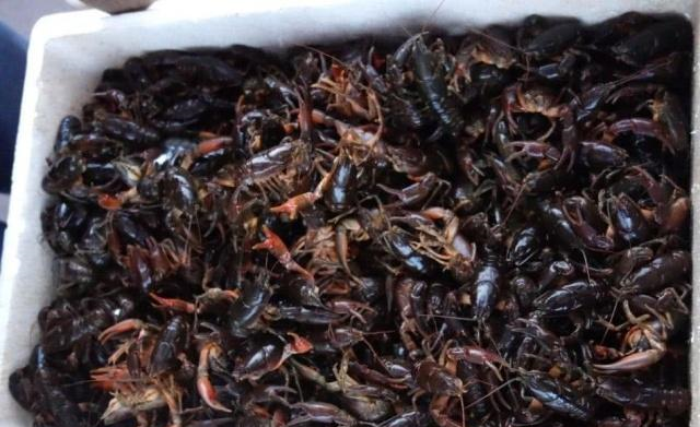 价格昂贵无人买,内行人看见500元包圆|小龙虾|蝲蛄|内行人_新浪新闻