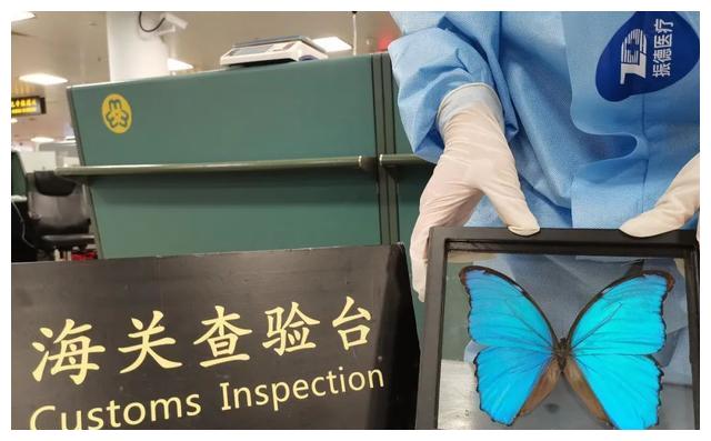 视频 大蓝闪蝶 现身国门 蝴蝶 标本 海关 新浪新闻