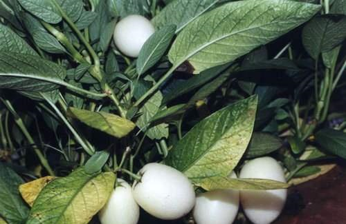 这4种白色水果土豪都不一定都吃过你吃过一种就很牛了