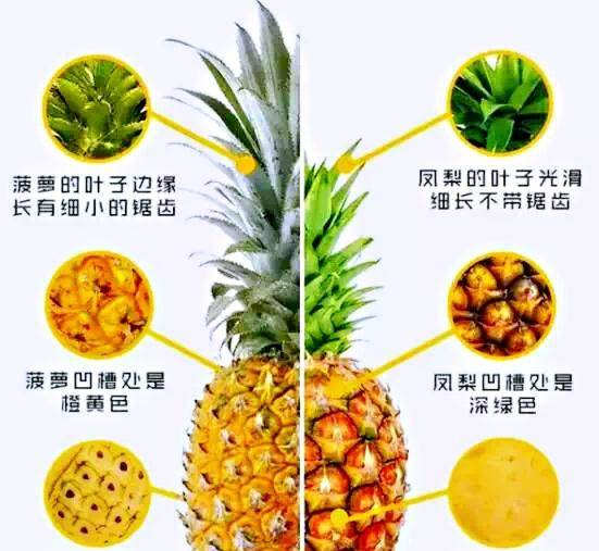 菠萝和凤梨有什么区别记住以下3点很容易分清楚不被忽悠