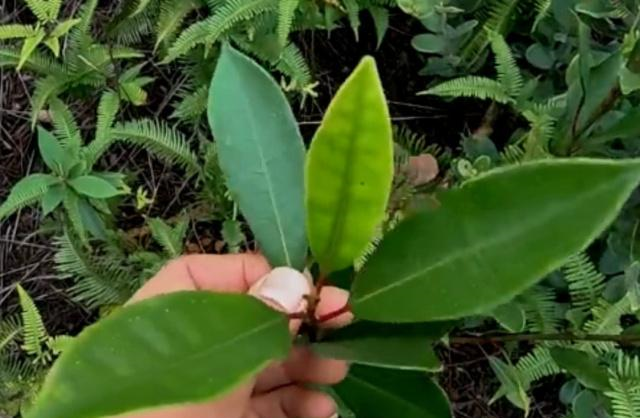 牛奶树(牛奶树根的功效与作用图片欣赏大全) 第2张