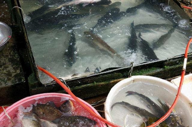 南方人买鱼北方人买鱼目的同样都是吃但差距不是一般的大