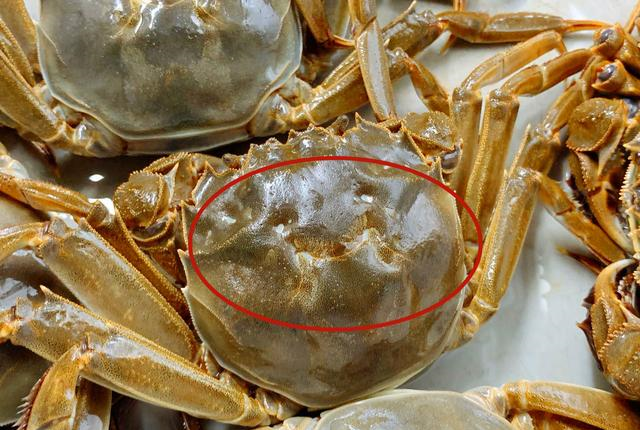 买螃蟹时，只要说了这3个字，老板一听就是懂行的，便不敢忽悠你休闲区蓝鸢梦想 - Www.slyday.coM