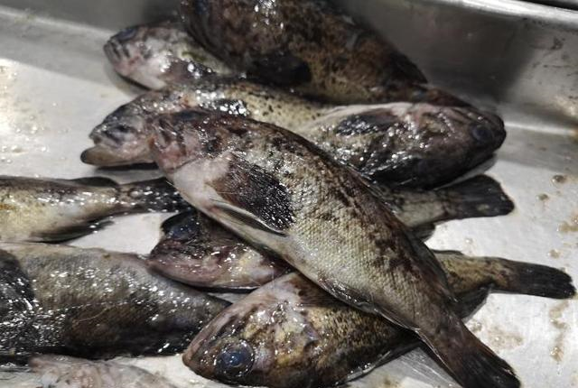 每年深秋入冬以后,是老婆鱼的垂钓黄金季节, 这个时候喜欢钓鱼的朋友